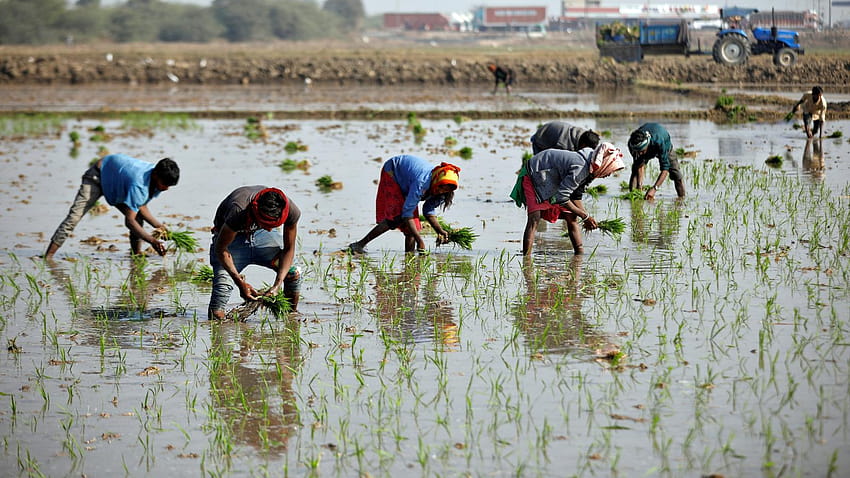 Les agriculteurs indiens abandonnent les semences de la Révolution verte au milieu du changement climatique, les femmes cultivent Fond d'écran HD