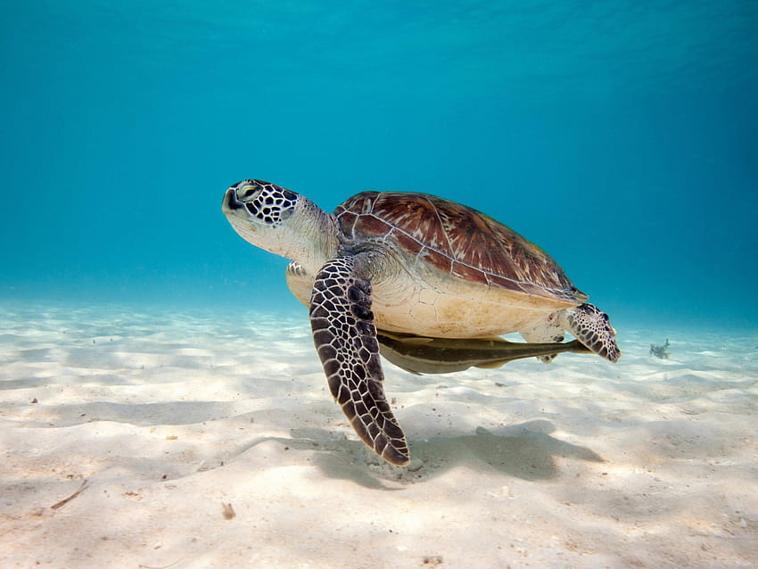 Sea Turtle 0.65 Mb HD wallpaper | Pxfuel