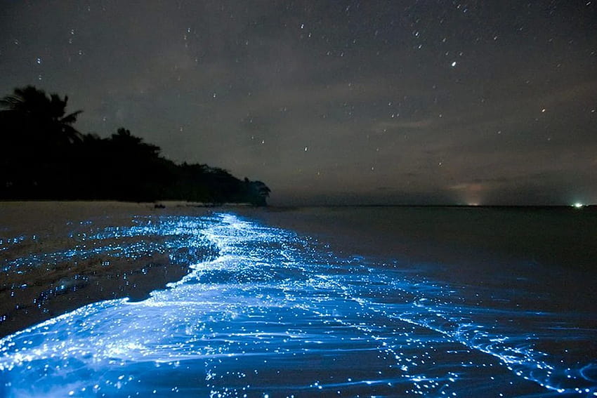Maldives Free Mobile Wallpaper of a Glowing beach  Freebie