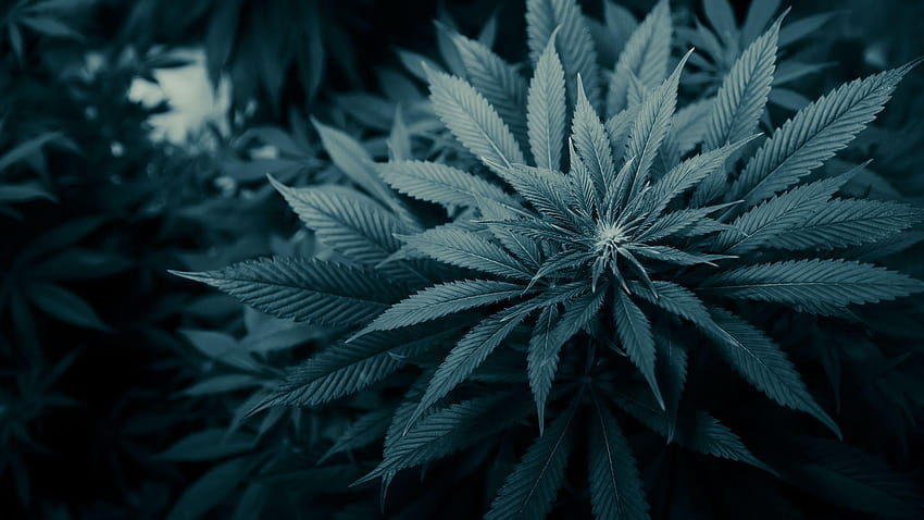 Marihuana, ps4 Unkraut HD-Hintergrundbild