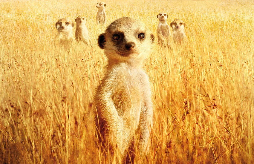 Gallery For: Meerkat , Meerkat , Top 29 HQ, meerkats HD wallpaper