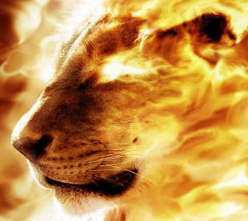 Fire Lion Android 960x854 Mobile Phone Graphics, lion on fire HD wallpaper