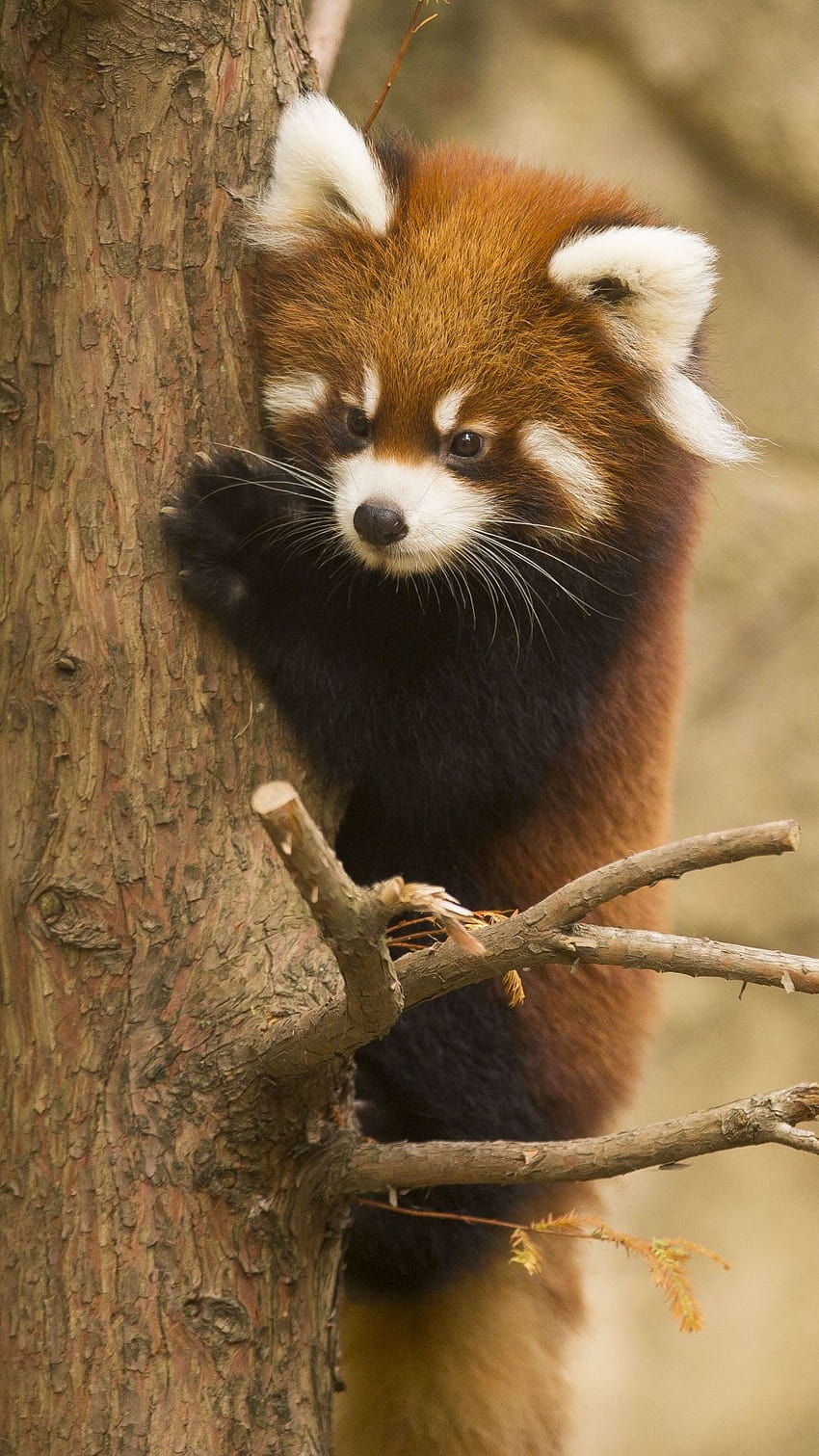 Animal Red Panda Chicago Zoo Mobile, red panda phone HD phone wallpaper