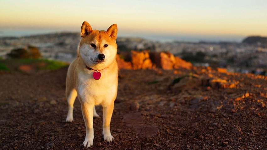 3 Hachi: A Dog's Tale HD Wallpapers Desktop Background
