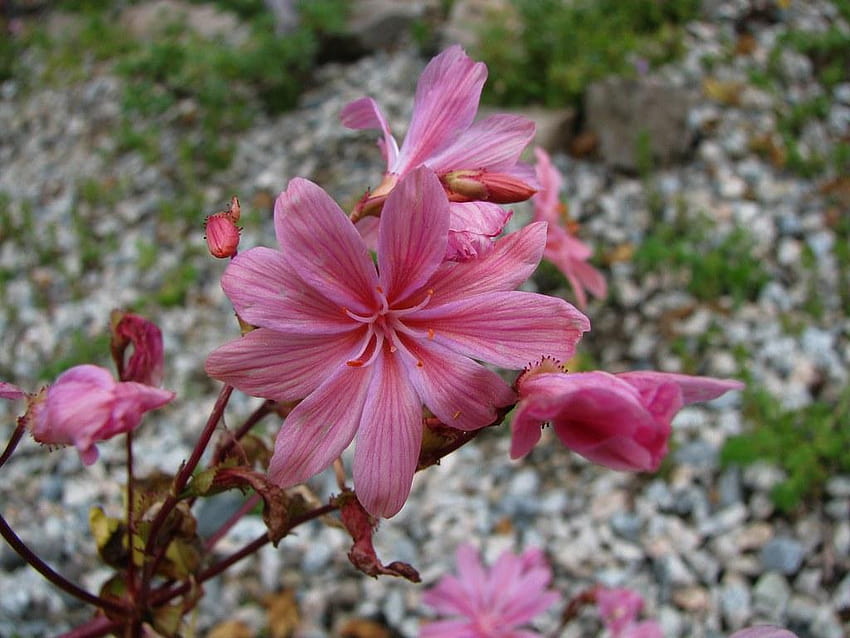 세계 최고의 레위시아와 식물, 핑크 클리프 메이드 HD 월페이퍼