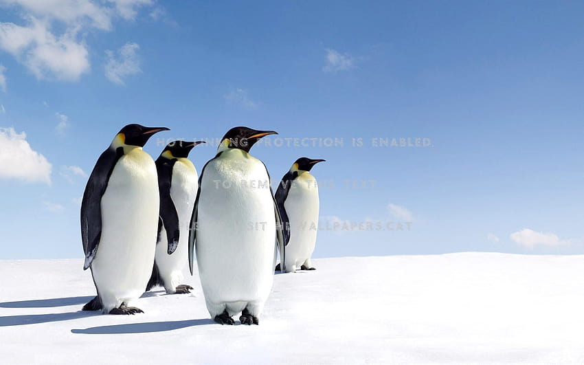 penguins north pole nice beautiful south sun, south pole HD wallpaper