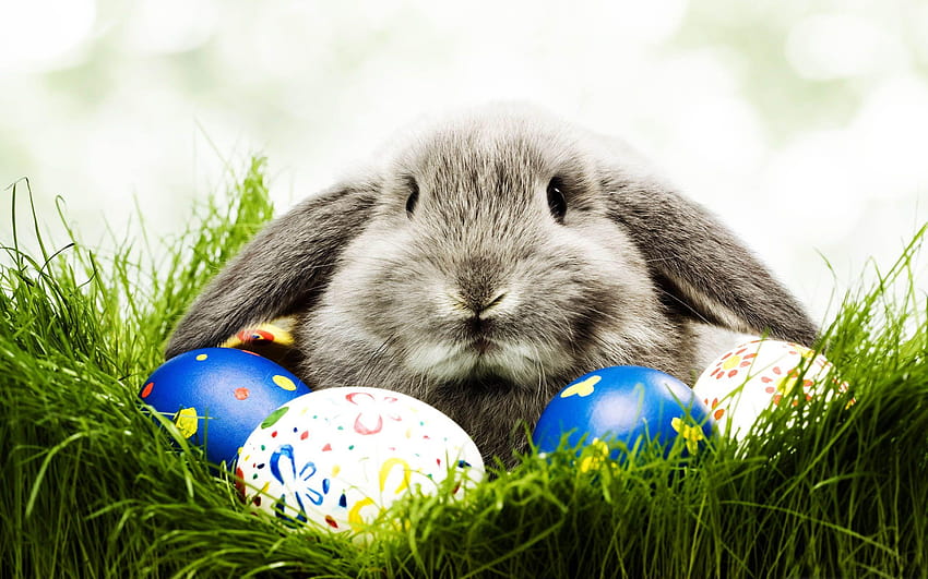 Easter Bunny [2560x1600] for your , Mobile & Tablet, aesthetic easter bunny HD wallpaper