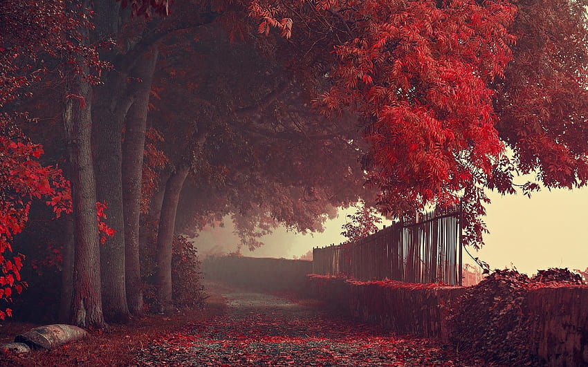 : sunlight, trees, landscape, forest, fall, leaves, night, nature, red, sky, road, branch, sunrise, evening, morning, mist, atmosphere, fence, path, autumn, dawn, darkness, 1920x1200 px, woodland, grove, computer , deciduous, maple, morning autumn HD wallpaper