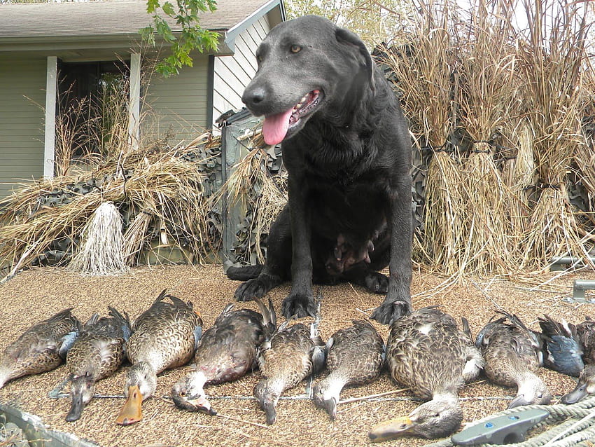 are silver labs good hunting dogs