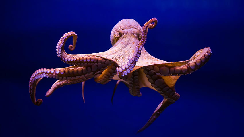 Octopus Ultra HD wallpaper
