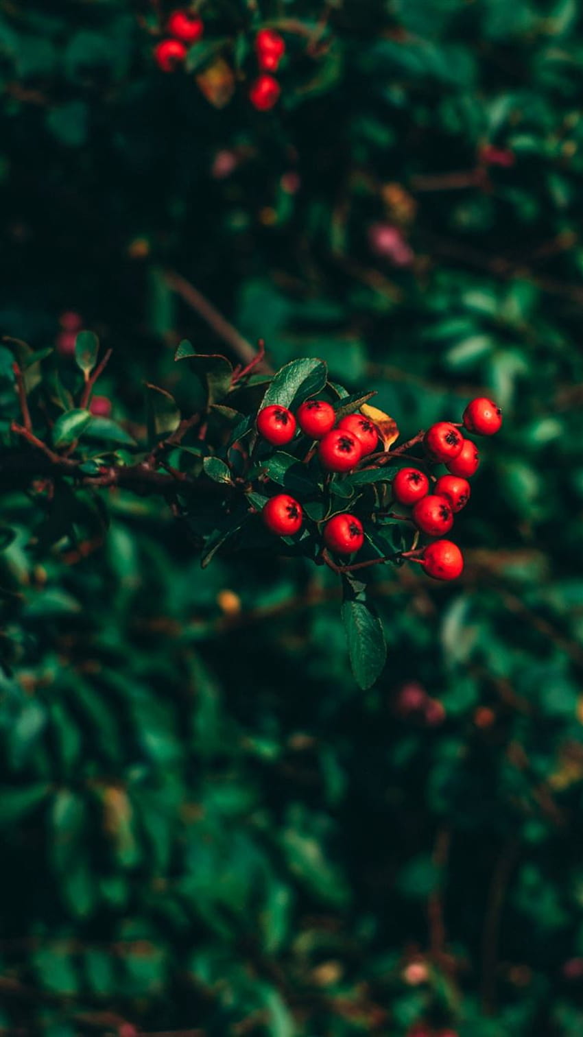 Hawthorn tree berries blur iPhone 8 HD phone wallpaper