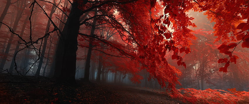 Kırmızı Yapraklar [3440x1440], ultra geniş sonbahar HD duvar kağıdı