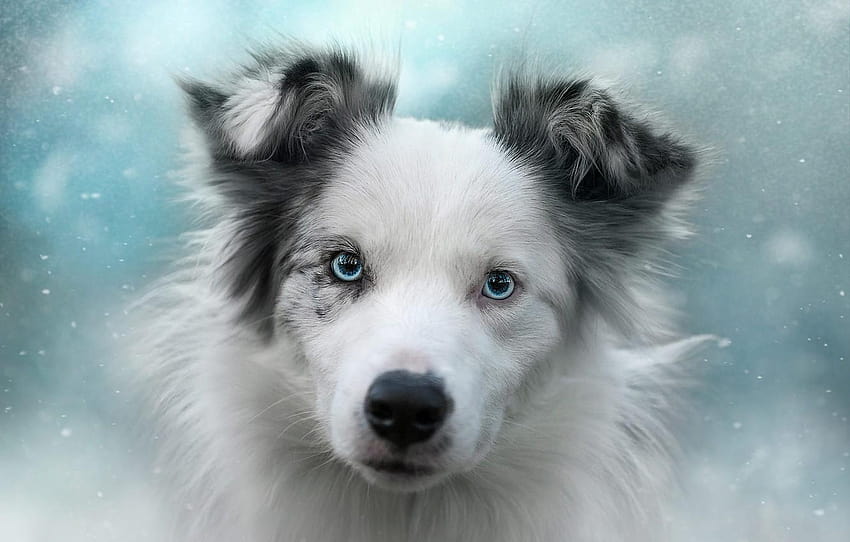winter, white, look, face, snow, background, mood, winter puppies HD wallpaper