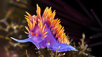 Nudibranch HD wallpaper | Pxfuel