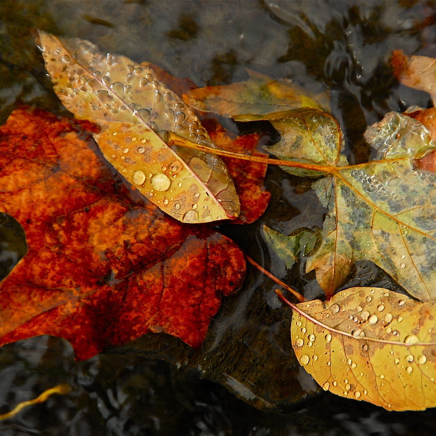 Nature Fall Autumn Leaves Dew Waterdrop iPad Air, autumn leaf water HD phone wallpaper