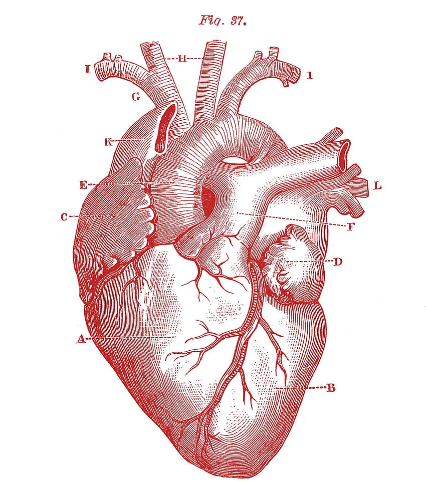 5 coeur anatomique !, dessins de la Saint-Valentin Fond d'écran de téléphone HD