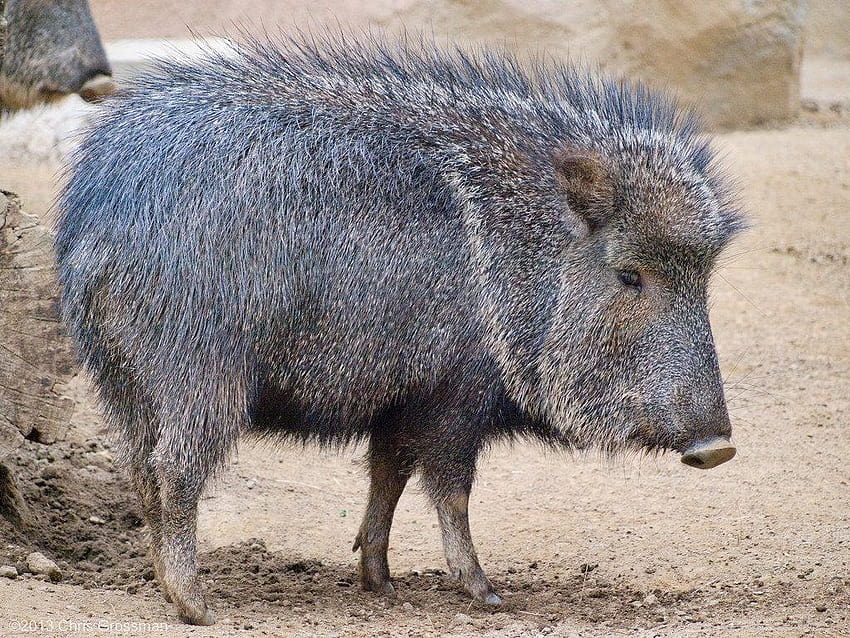 The Collared Peccary, also sometimes called the Javelina, is, peccaries HD wallpaper