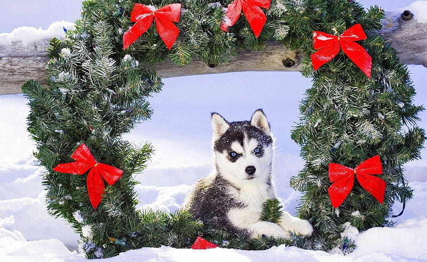 puppy husk snow christmas, puppies in the snow HD wallpaper