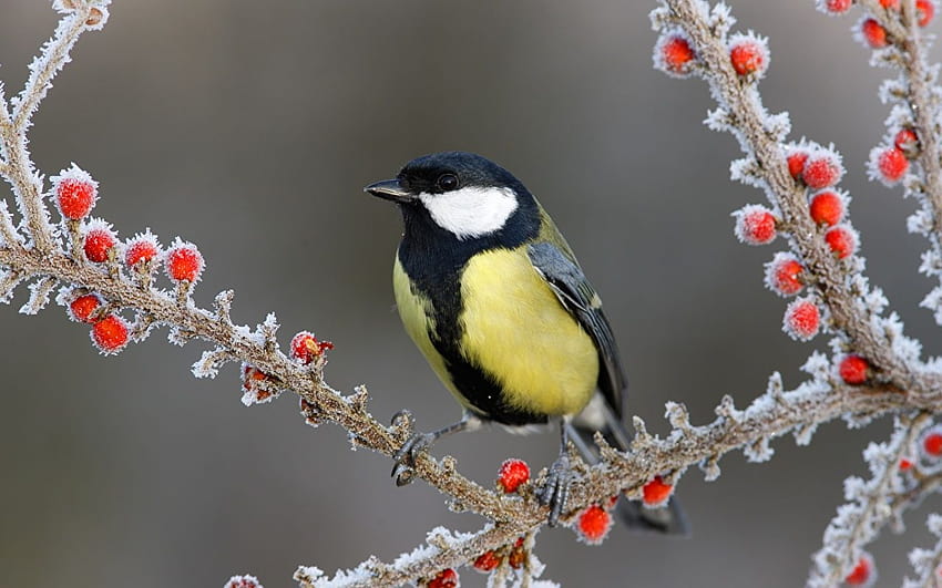 Birds Great tit Ice Winter Berry Branches Animals 1280x800, winter birds and berries HD wallpaper
