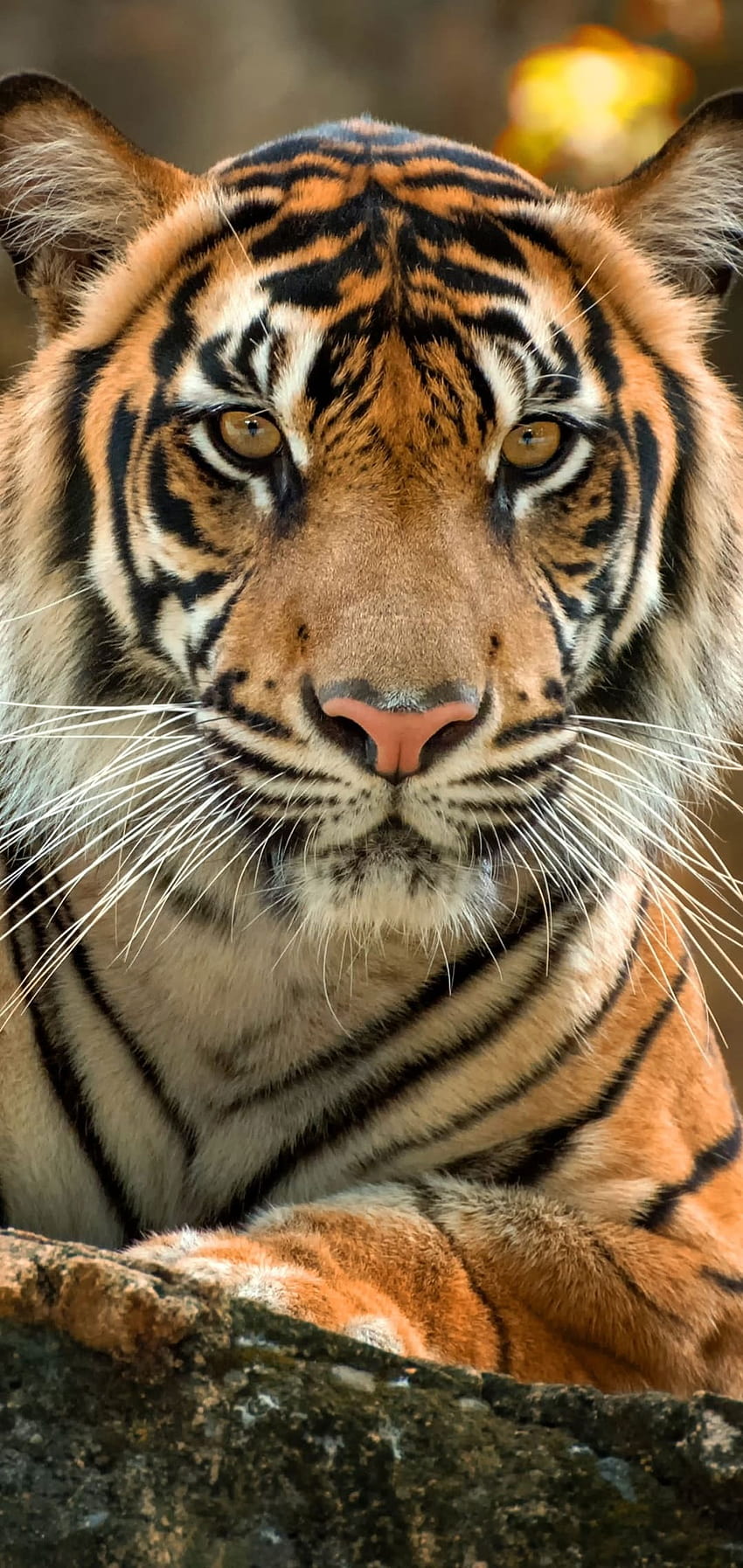tygrysy mobilne Tapeta na telefon HD
