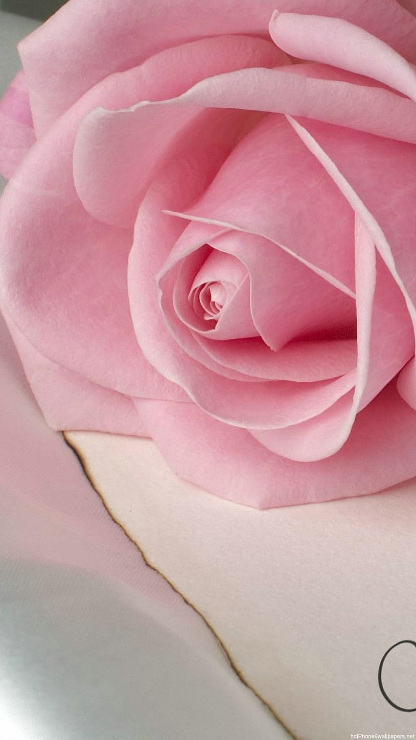 Rose IPhone Group, dark pink rose iphone HD phone wallpaper