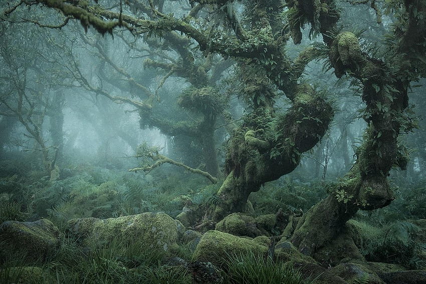 นักกราฟิคจับป่าที่น่าหลงใหลของ Wistman's Wood ซึ่งเป็นต้นไม้ในป่าดาร์ทมัวร์ วอลล์เปเปอร์ HD
