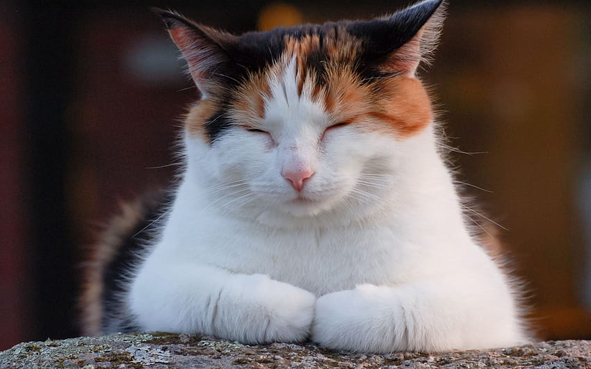 Calico Cats posted by Ethan Peltier, calico kittens HD wallpaper