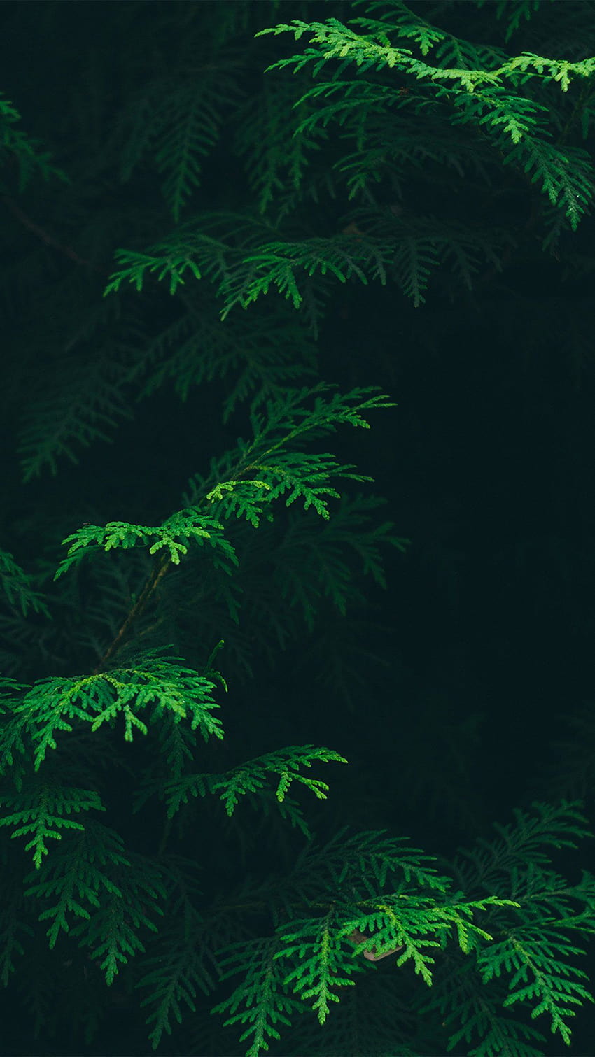 나무 잎 녹색 패턴 자연 안드로이드, 안드로이드 정글 HD 전화 배경 화면