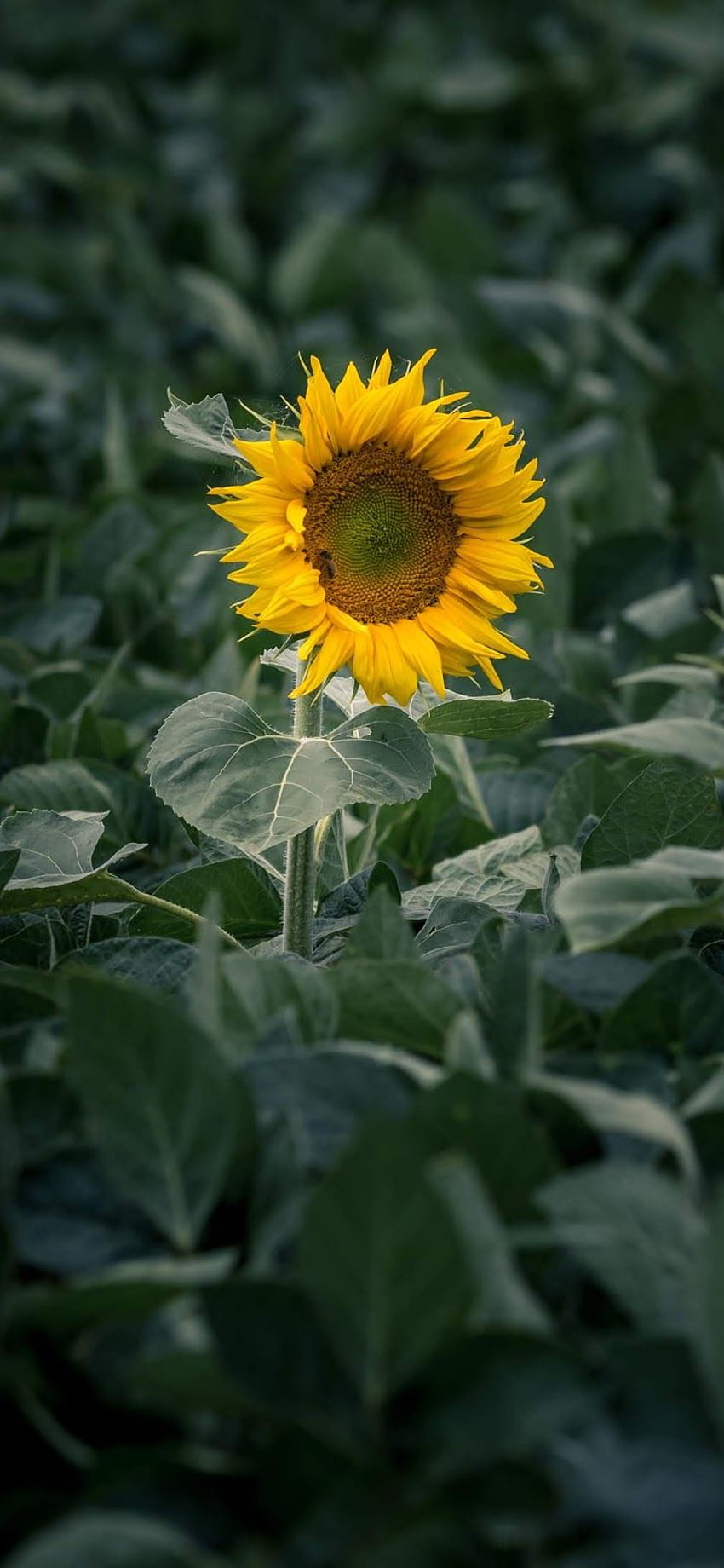 Einsame Sonnenblume iPhone XS Max, Gartenbau HD-Handy-Hintergrundbild
