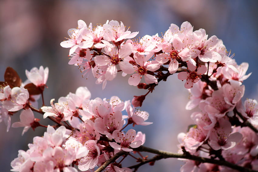 Pink Plum Blossoms HD wallpaper