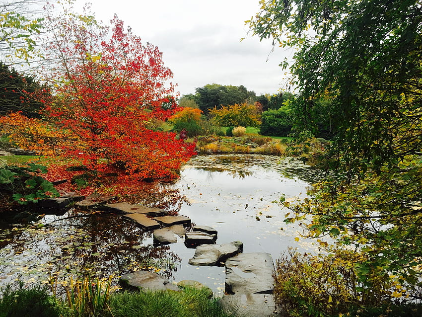 Cambridge UK Botanic Gardens in Autumn, cambridge autumn HD wallpaper
