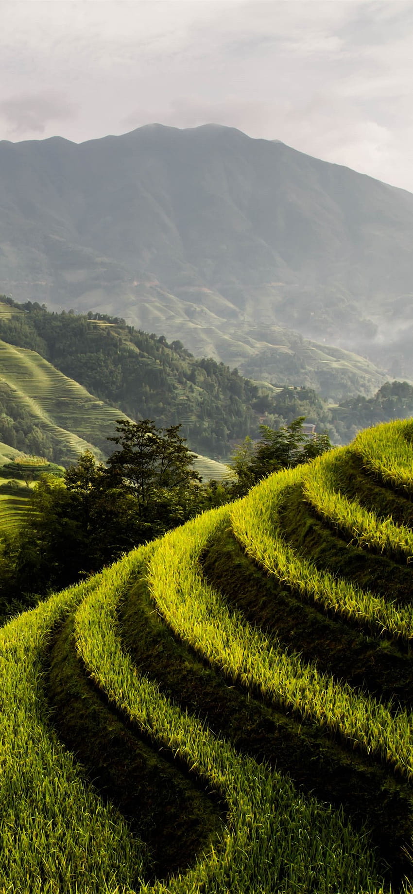 Longsheng Rice Terrace, campo, montañas, verde, niebla, agricultura iphone xr fondo de pantalla del teléfono