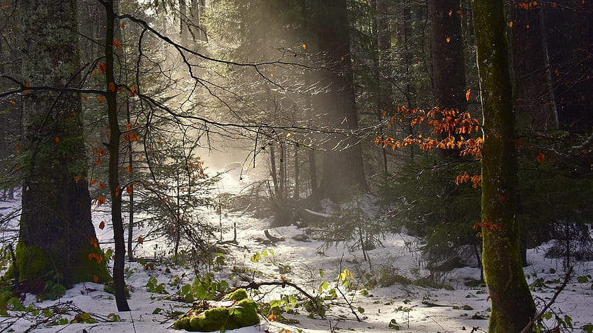 : Alemanha, floresta negra, schwarzwald, inverno, viga, nascer do sol, árvores, neve, floresta, pedra, sair, madeira, Wald 2000x1125 papel de parede HD