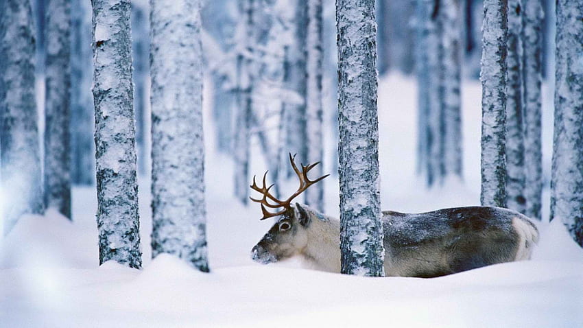 Sweden Reindeer, white reindeer HD wallpaper