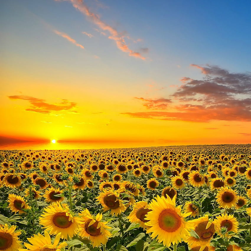 Puesta de sol sobre el campo de flores del sol iPad, campo de flores de girasoles fondo de pantalla del teléfono