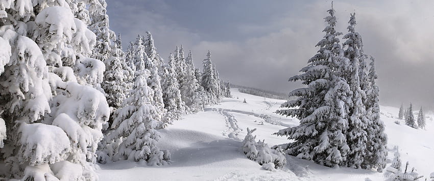 Cây thông tuyết phủ (Snow-covered Christmas tree): Cây thông là biểu tượng của giáng sinh và khi được phủ lên tuyết trắng, chúng trở nên thật đặc biệt và lãng mạn. Hãy ngắm nhìn những hình ảnh đẹp như trong truyện cổ tích khi những cây thông được trang trí ngập tràn hoa tuyết và những chiếc đèn lấp lánh.