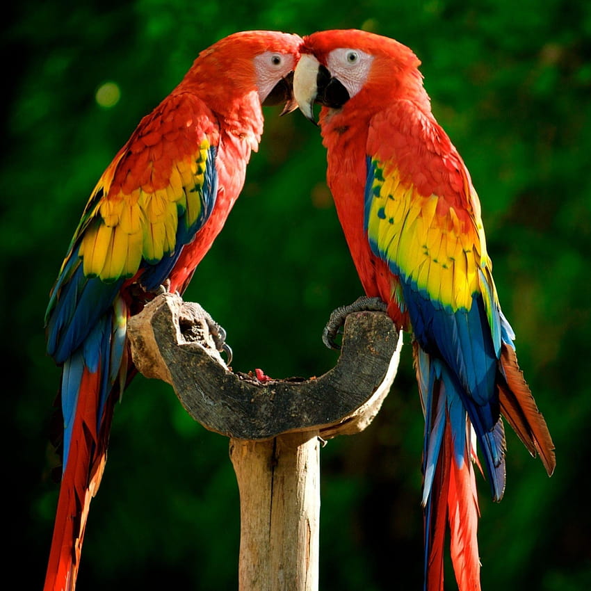 Colourful Parrot Lovers 2048 x 2048, mobile9 cute birds HD phone wallpaper