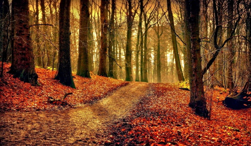 Layar lebar Autumn Road Woods, kekaguman musim gugur Wallpaper HD