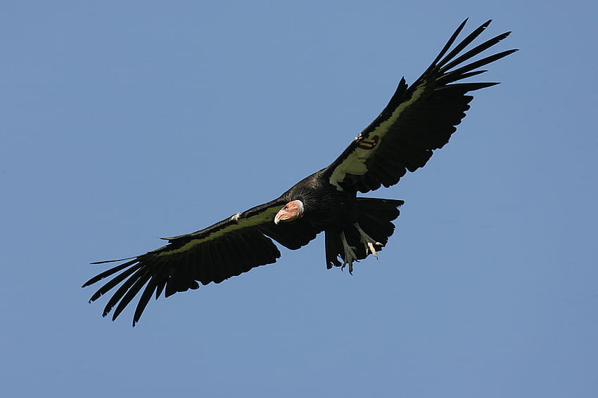 Best 3 California Condor on ...hip, andean condor HD wallpaper