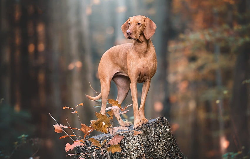 autumn, look, pose, stump, dog, brown, the Weimaraner , section собаки, vizsla HD wallpaper