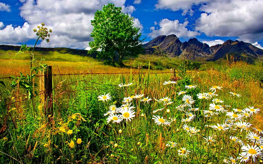 Spring Landscape, Chamomile Flowers And Green Grass, Mountains, Blue Sky And White Cloud Beautiful : 13, blue green flower HD wallpaper