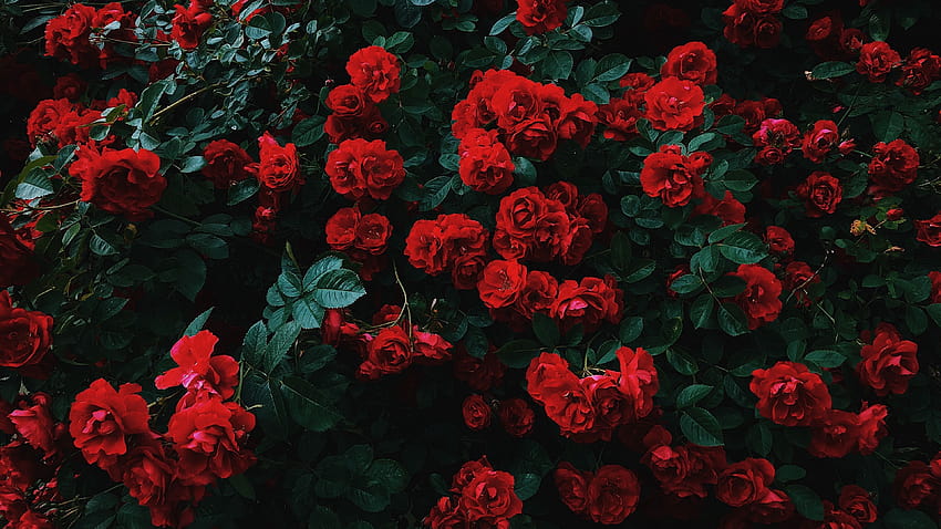 Red Rose Aesthetic Computer, rose for computer HD wallpaper