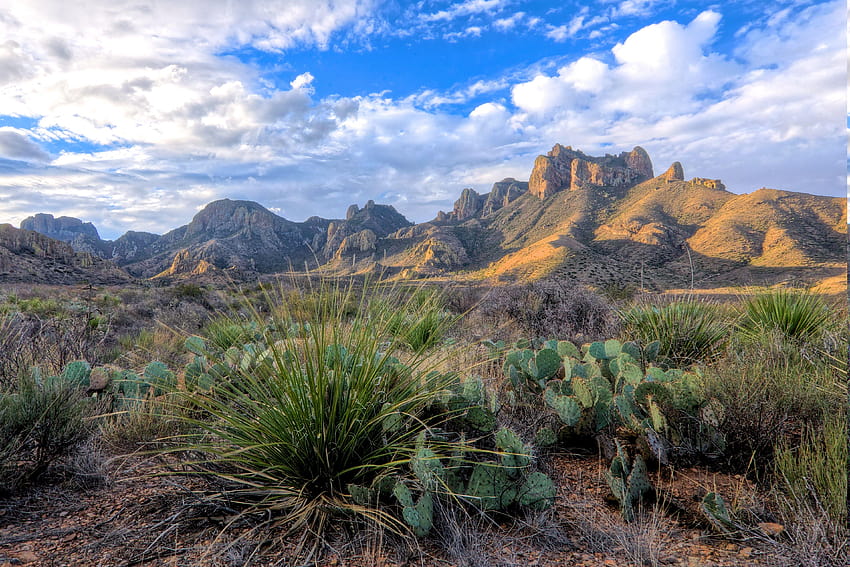 砂漠, サボテン, 横向き, 低木, 雲, 山, テキサス州, ビッグベンド国立公園 高画質の壁紙