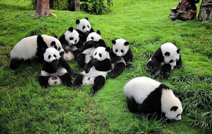 Panda Sanctuaries in China, stone sour panda HD wallpaper