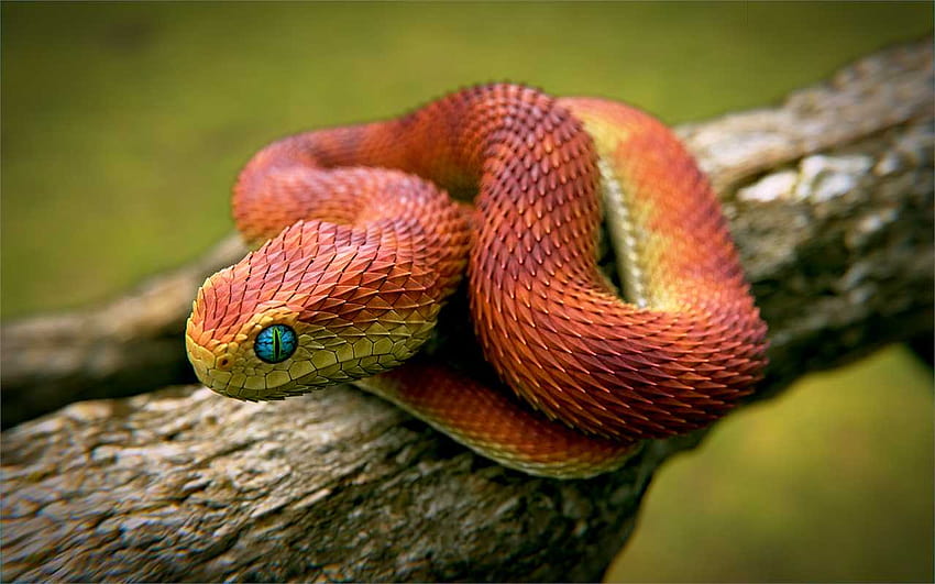 Bush Viper Snake Best [1280x800] per il tuo, Mobile & Tablet Sfondo HD