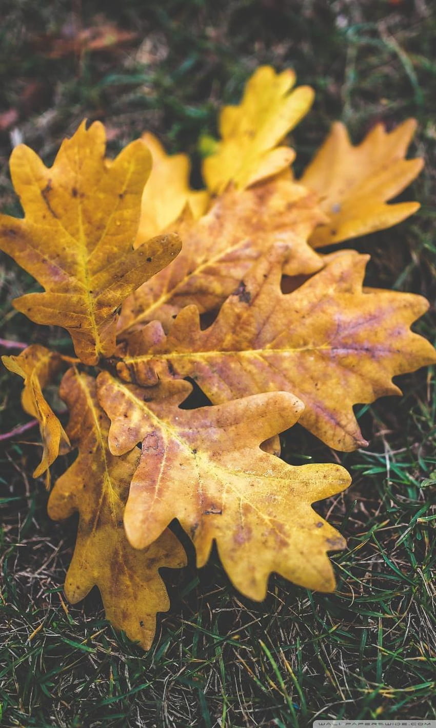 Fall Oak Leaves ❤ for Ultra, falling oak leaves HD phone wallpaper