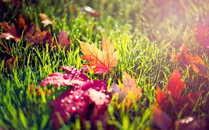 Autumn leaves in morning dew, morning dew on leaves HD wallpaper
