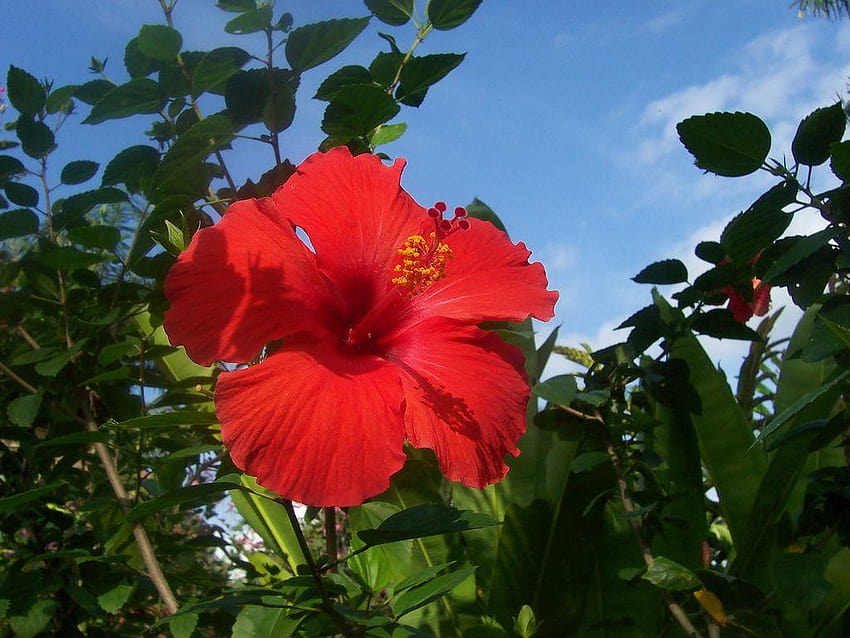 Hibiscus, or Bunga Pucuk Merah, hawaiian punch hibiscus HD wallpaper