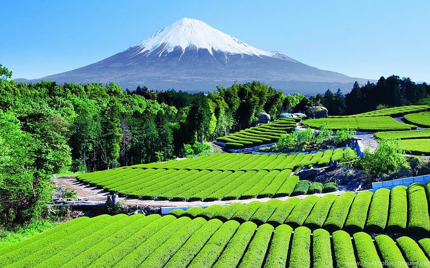 Ogrody: ogród herbaciany i góra Fuji, 29 najlepszych niesamowitych… Tła, plantacja herbaty Tapeta HD