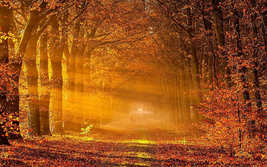 Best 5 Autumn Begins on Hip, calm autumn HD wallpaper